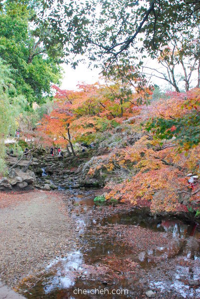 Beautiful Fall Foliage At The Creek @ Nara Park, Nara